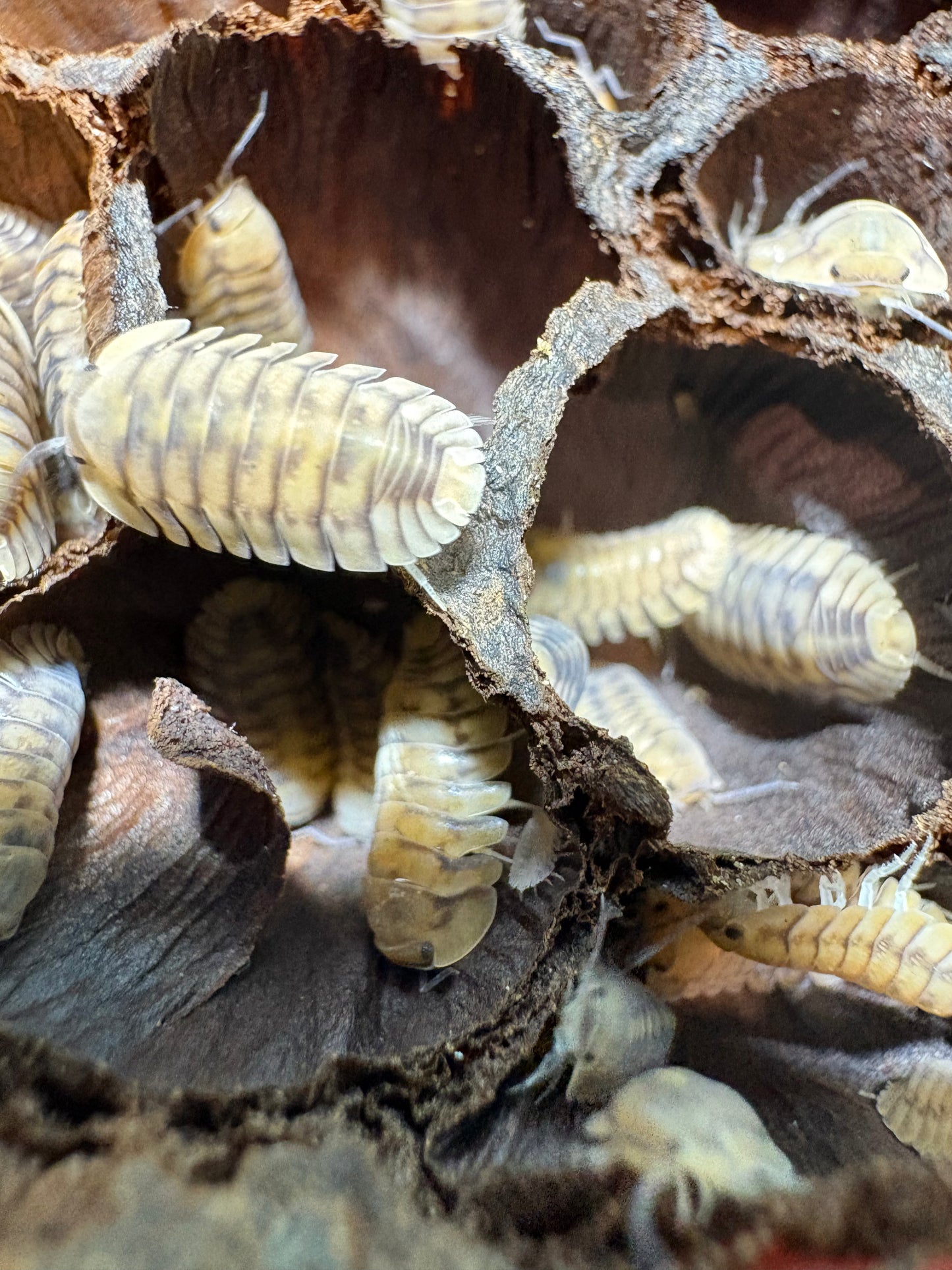 Cubaris sp. Yellow Tigers