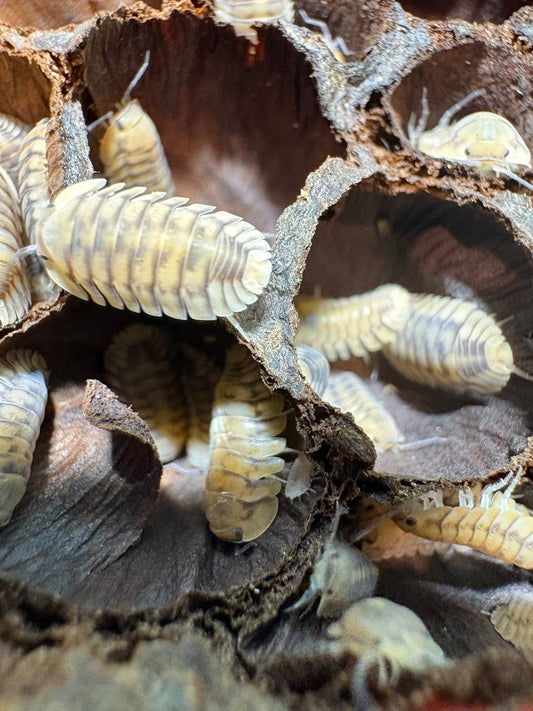 Cubaris sp. Yellow Tigers