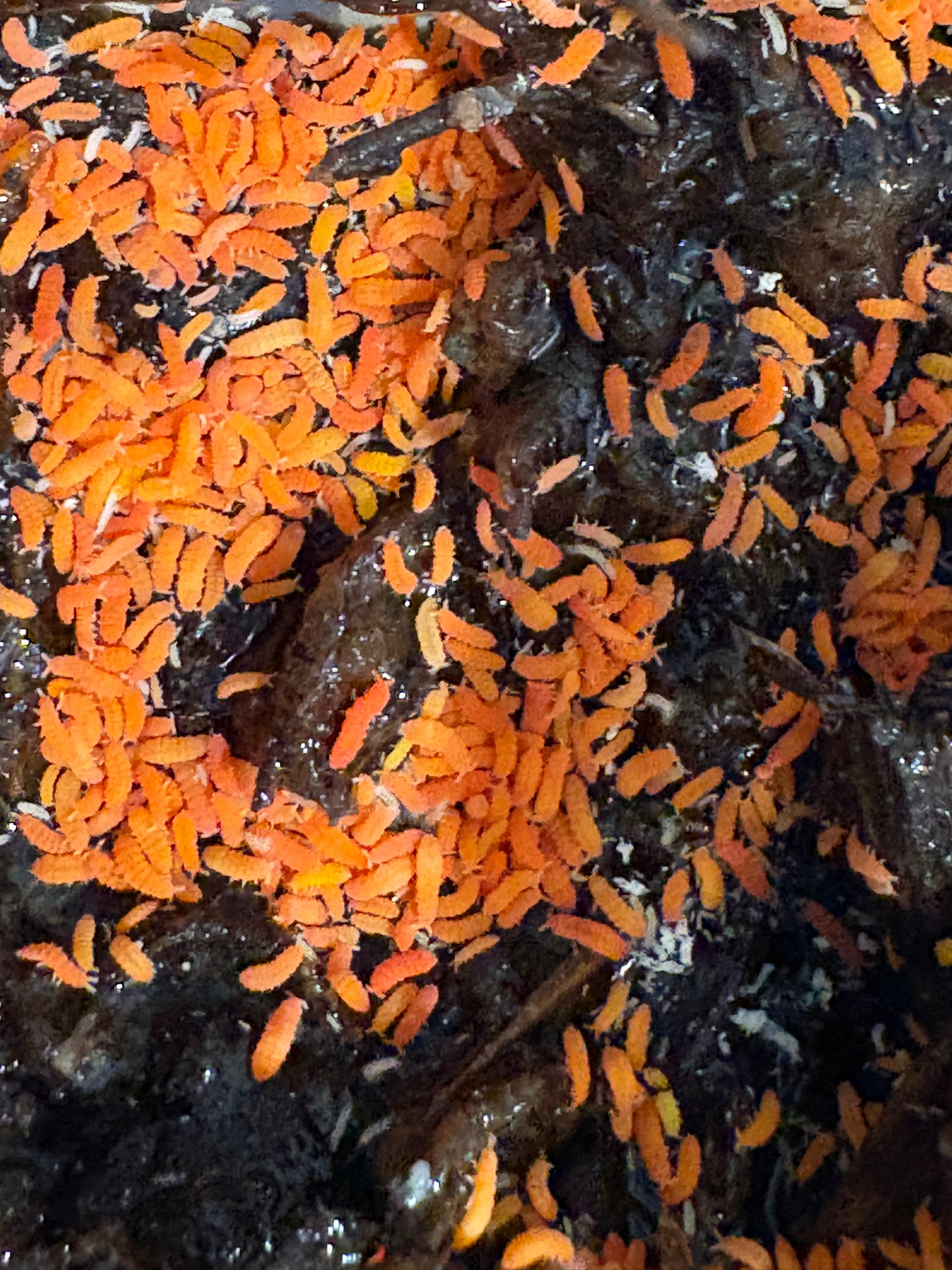 Yuukianura Aphoruoides orange springtails