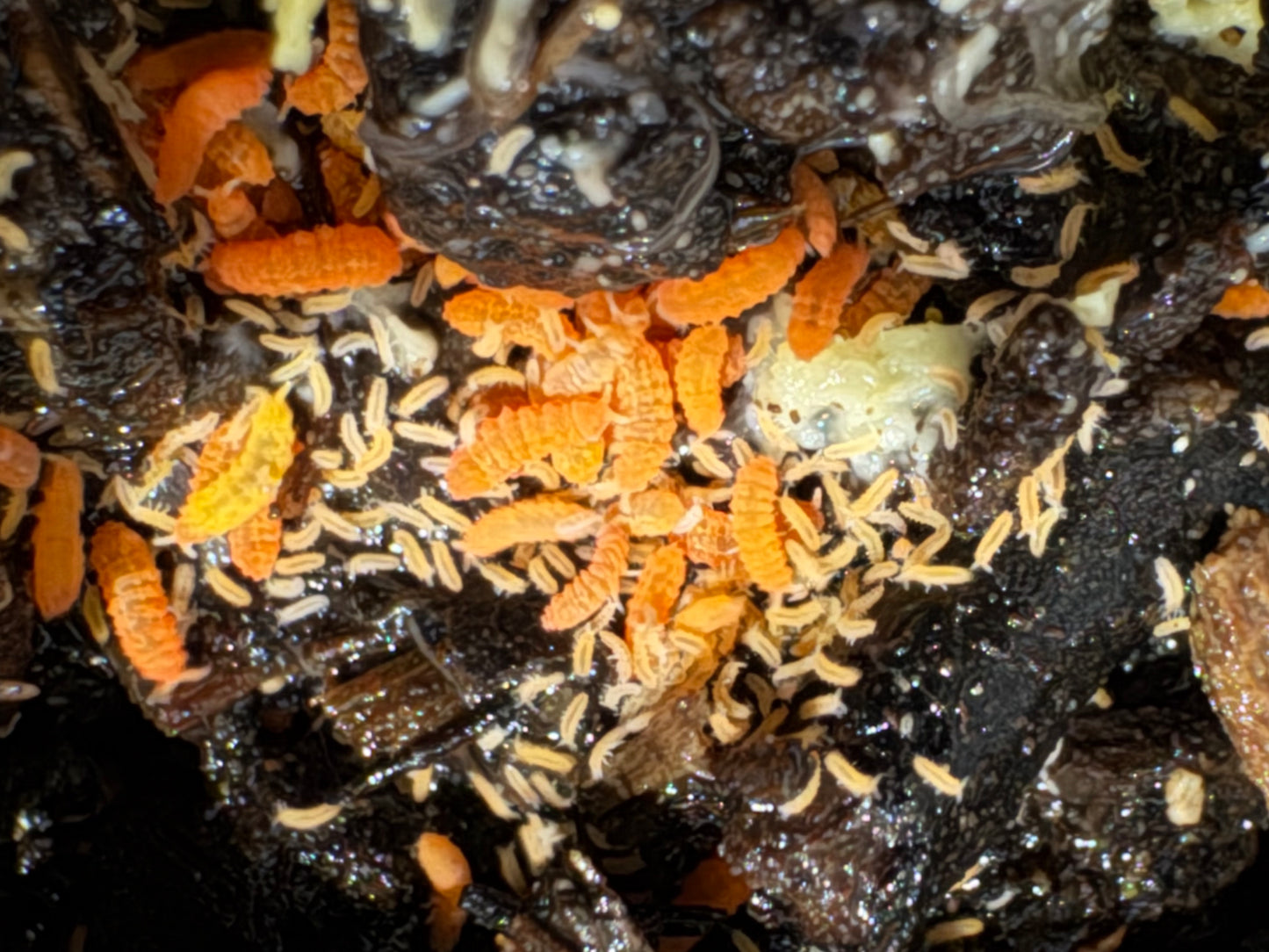 Yuukianura Aphoruoides orange springtails