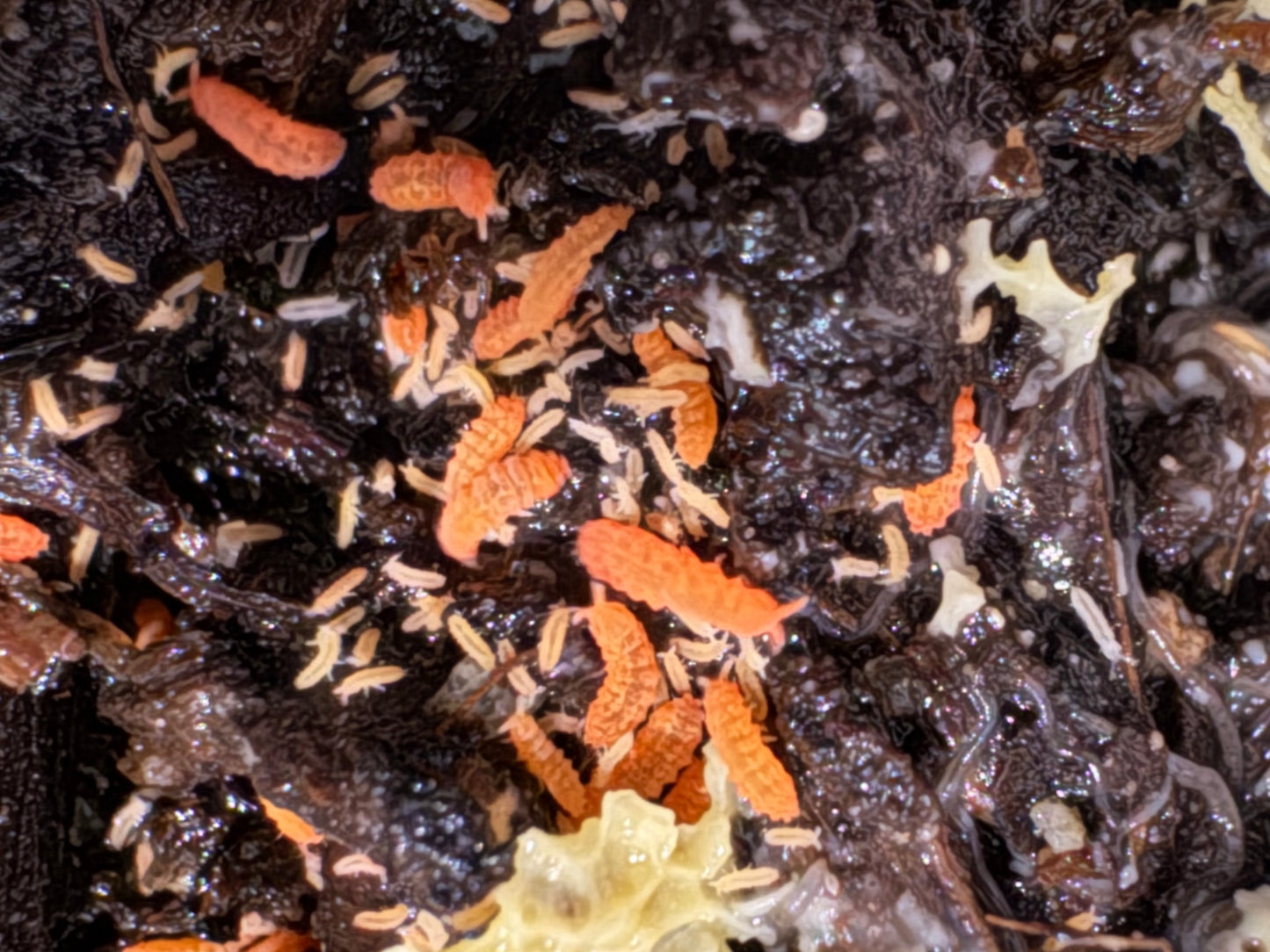Yuukianura Aphoruoides orange springtails