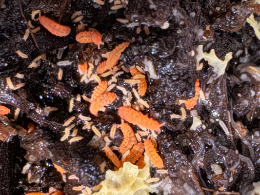 Yuukianura Aphoruoides orange springtails