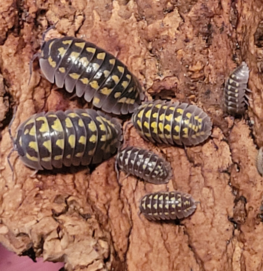Armadillidium Gestroi (12+)